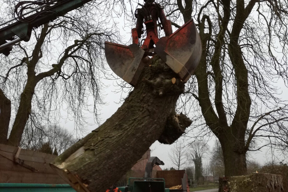 Baum Abtransport