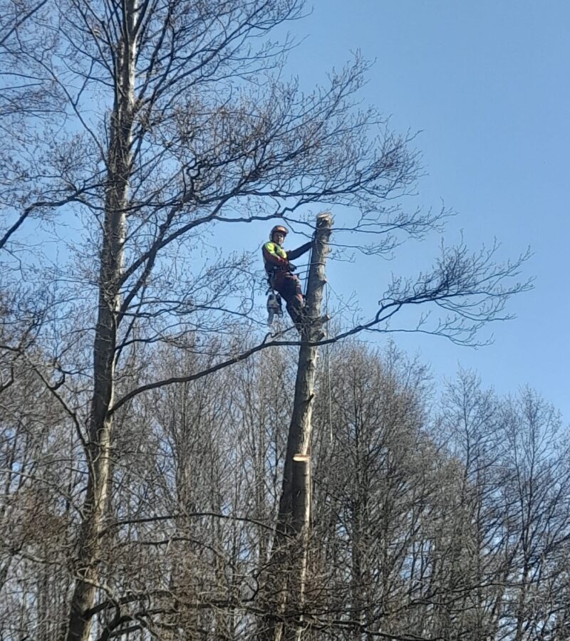 Baumpflege und Baumfällung